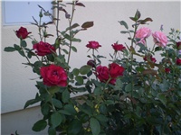 35dd2d05-Picture 6232.jpg